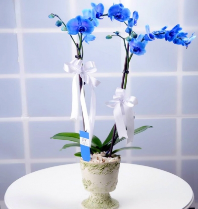  Muratpaşa Çiçek Siparişi mavi orkide