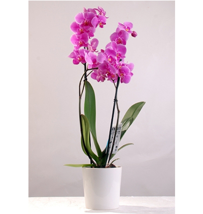  Muratpaşa Çiçek Seramik Vazoda İki Dallı Mor Orkide