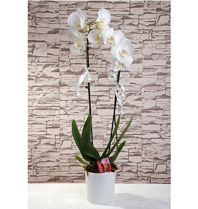 Çift dallı beyaz orkide Çiçeği & Ürünü Seramik Vazoda İki Dallı Beyaz Orkide 