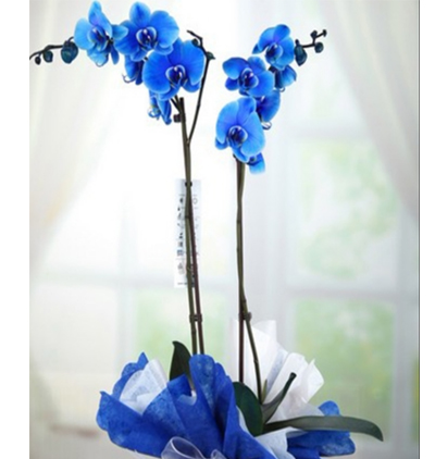 seramik vazoda İki dallı beyaz orkide Çiçeği & Ürünü Çift Dallı Mavi Orkide 