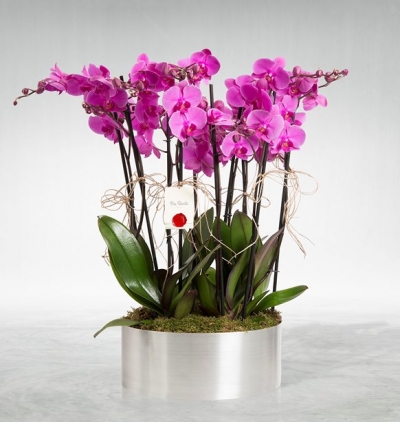 5 kırmızı gül buketi Çiçeği & Ürünü Margherita 10 Dal Mor Orkide 