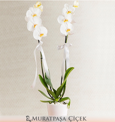 guzmanya bitkisi Çiçeği & Ürünü Seramik Vazoda Çift Dallı  Beyaz Orkide 