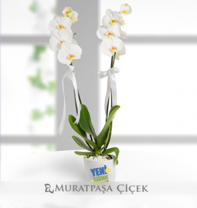 karışık mevsim buketi Çiçeği & Ürünü Yeni İş Mesajlı Çift Dallı Orkide 