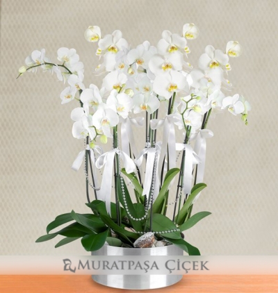 seramik vazoda İki dallı beyaz orkide Çiçeği & Ürünü 8 Dallı Beyaz Orkide 