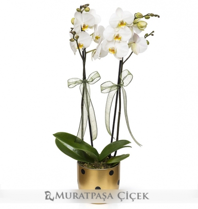 Çift dallı mavi orkide Çiçeği & Ürünü Puantiyeli Saksıda Çift Dallı Beyaz Orkide 