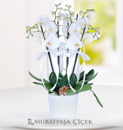 guzmanya bitkisi Çiçeği & Ürünü 4 Dallı Beyaz Orkide 
