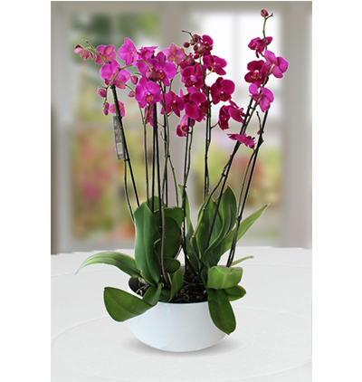 seramik vazoda İki dallı beyaz orkide Çiçeği & Ürünü Mor Orkide Bahçem 
