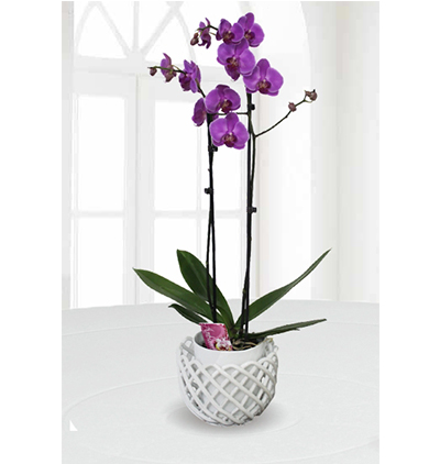 seramik vazoda İki dallı mor orkide Çiçeği & Ürünü Örgülü Seramik Vazoda Mor Orkideler 